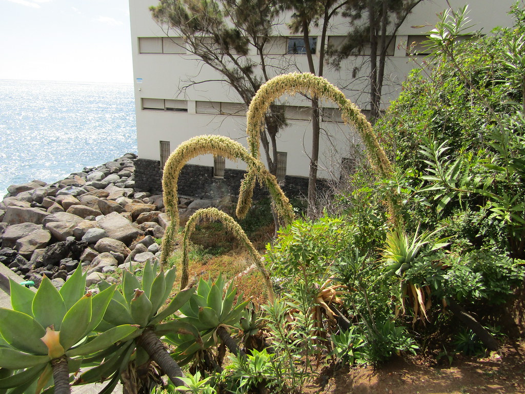 Agave attenuata | Funchal, Madeira. Today we activated our Y | Flickr
