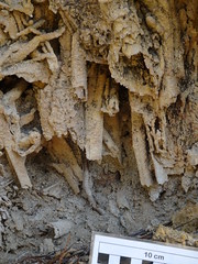Tobas calcareas precipitadas sobre macrófitas - Peralejos de las Truchas (Guadalajara, España) - 02