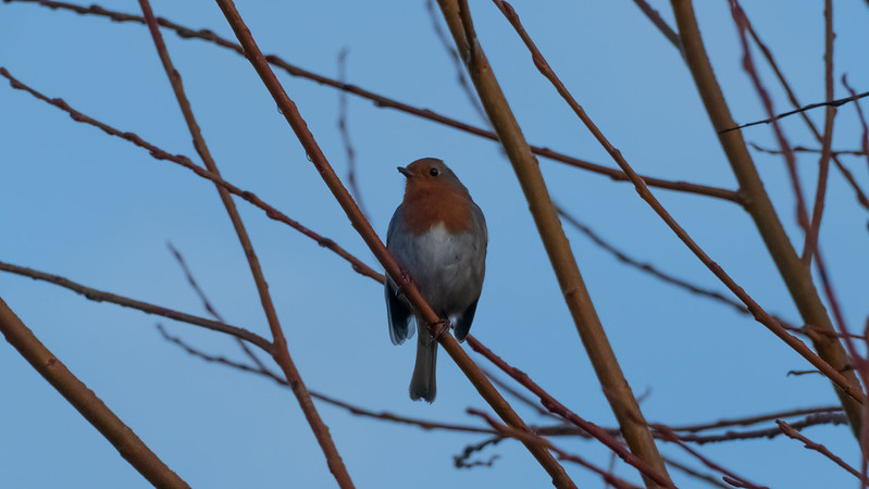 Young robin looking out