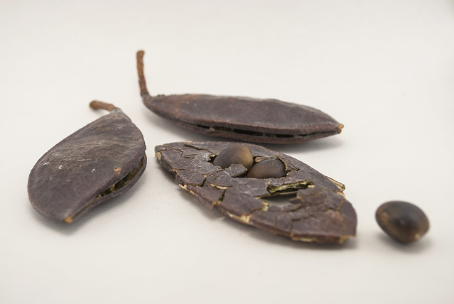 Coffee Tree Seeds