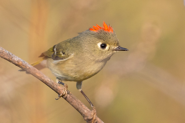 Ruby-crowned Kinglet (X8A_9131-1)