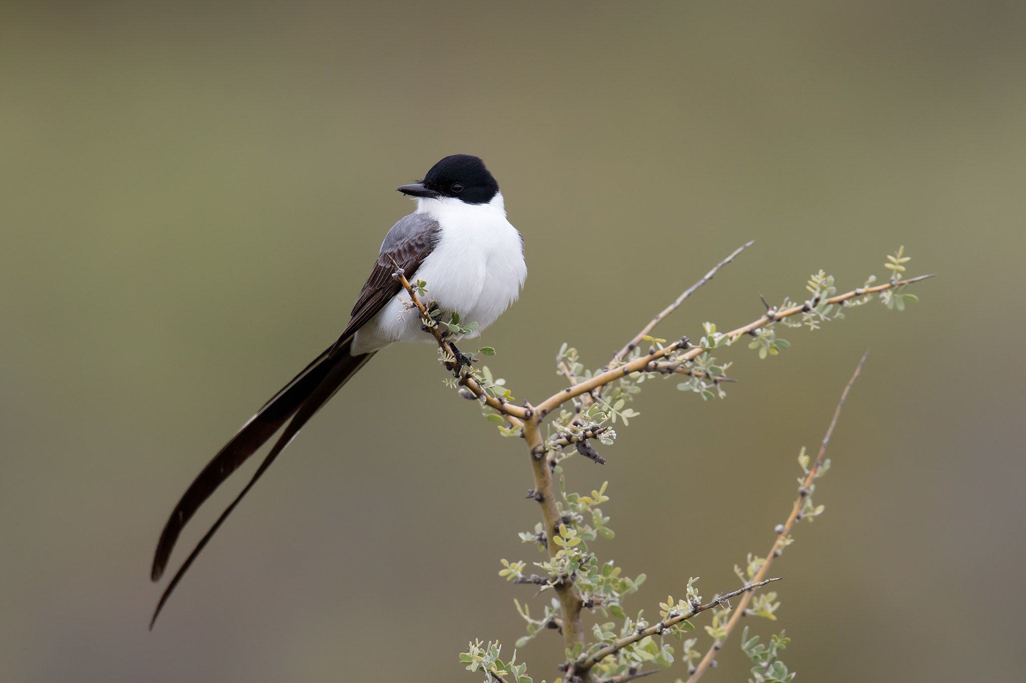 Tyrannus savana | Fork-tailed Flycatcher | gaffelstjärtad kungstyrann