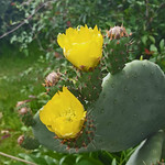 Prickly Pear - 82/100