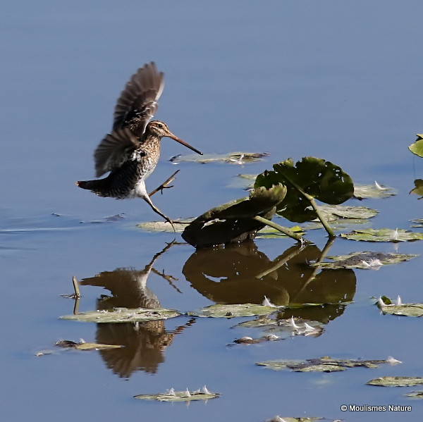 0S8A9440. Common Snipe (Gallinago gallinago)