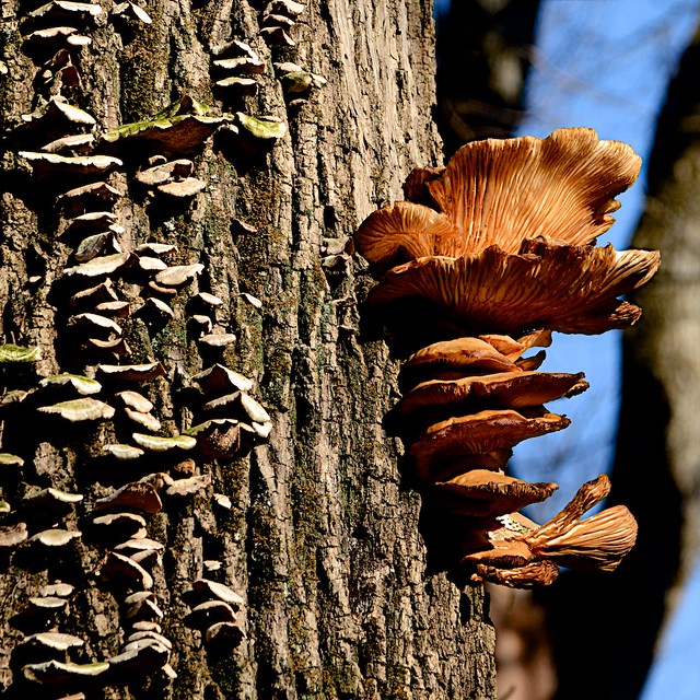 Mushrooms at Shawnee Lookout