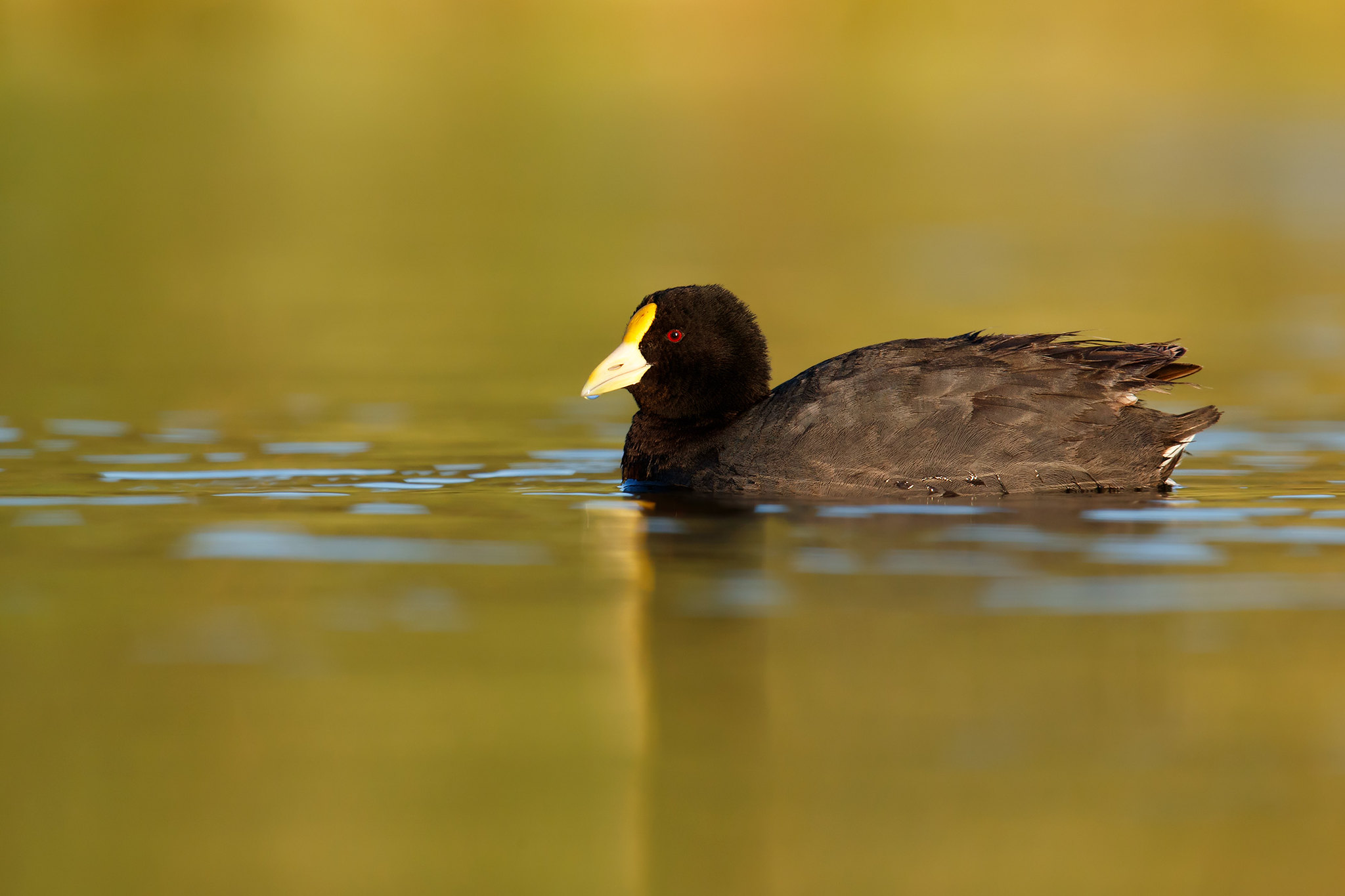 Fulica leucoptera | White-winged Coot | vitvingad sothöna