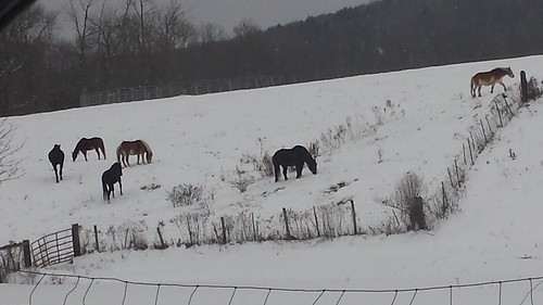 horses nature winterlandscape snow massachusetts theberkshires