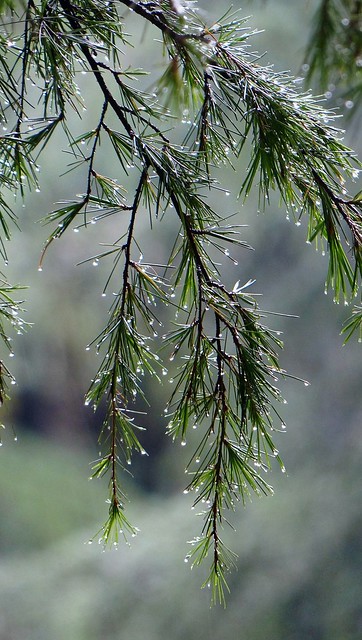 Raindrops on Himalayan Blue Pine - Western Himalayas ~2050m