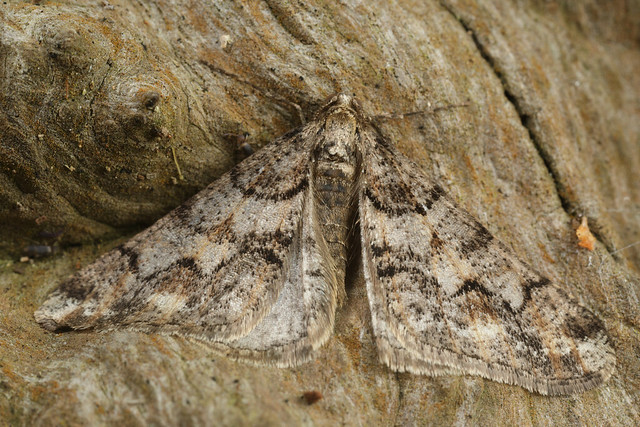 2L2A3382 wintering moth
