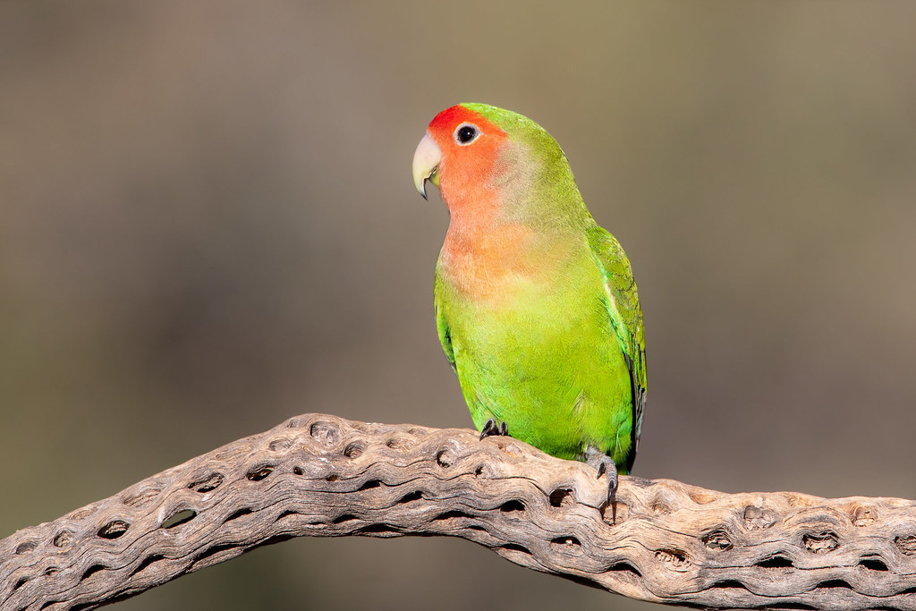 Rosy-faced Lovebird - a photo on Flickriver