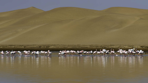 Flamingos and sand dunes, Namibia | by wildonephotography