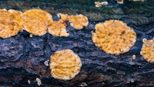 Autumn funghi: patches on a fallen trunk
