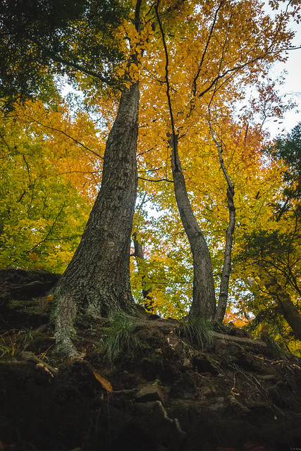 Fall Foliage in Tyler State Park