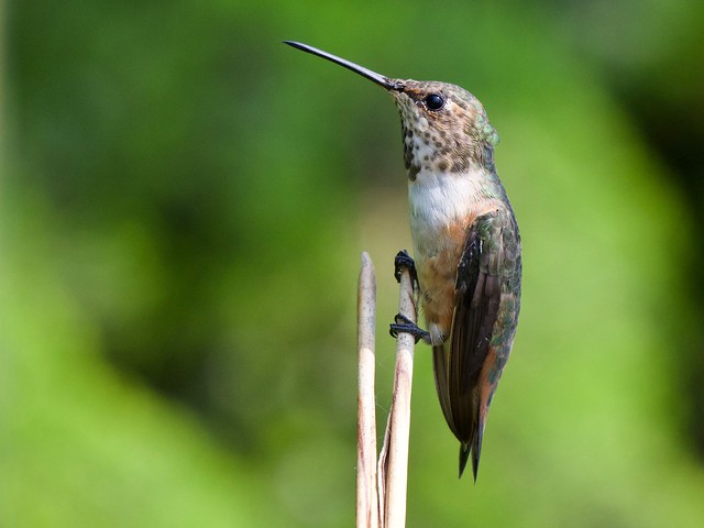 Rufous Hummingbird adult female