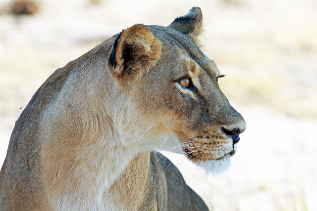 Side Profile Lioness