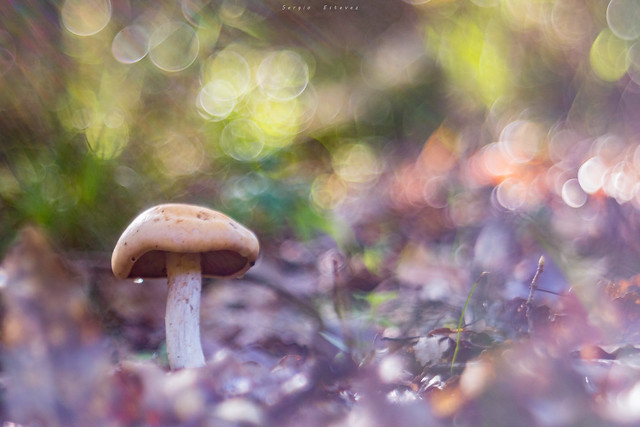 Mushroom and colors