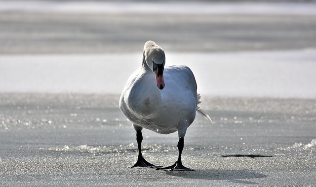 Swan, lake.