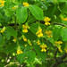 Caragana arborescens - Siberian Peashrub