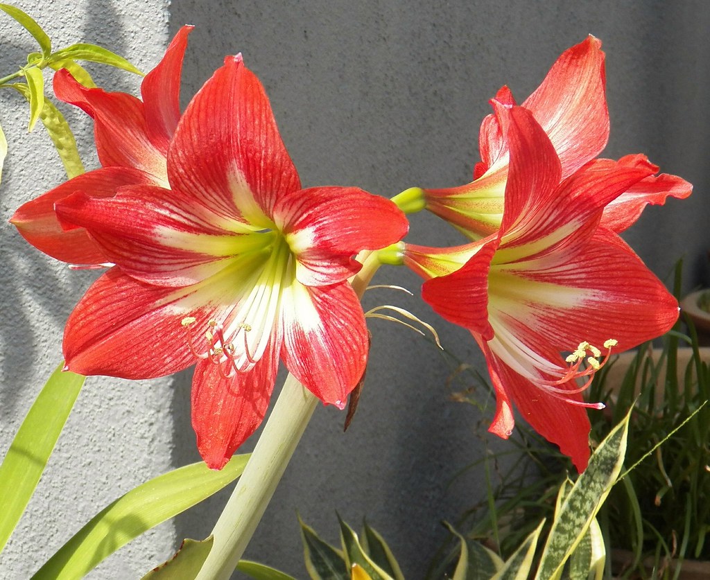 Amaryllis Lily 孤挺花 | Barbados Lily Commonly called Easter li… | Flickr