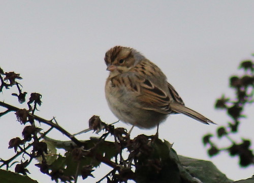 sparrow bird birdsofwashington washingtonbirds rarebird ebirdrarityphoto claycoloredsparrow spizellapallida