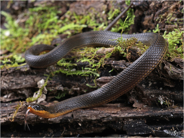 Gulf Swamp Snake (Liodytes rigida sinicola)