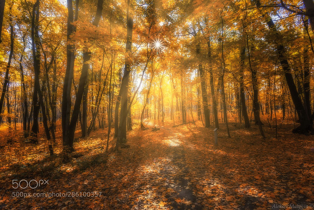 Indian summer in a forest