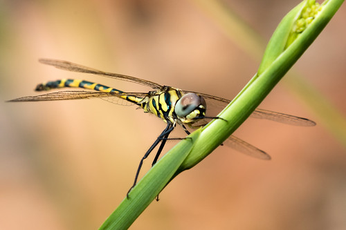 dragonfly yellowspotted emerald