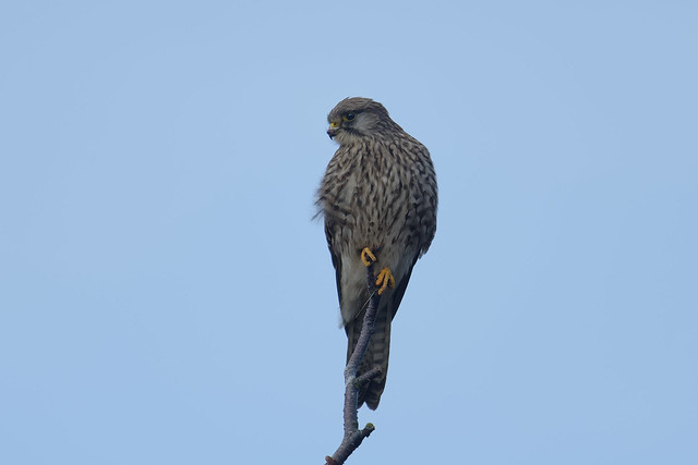 Common Kestrel (Falco tinnunculus) Tornfalk