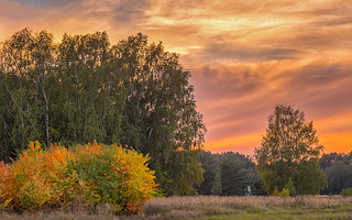 Autumn scene on a meadow