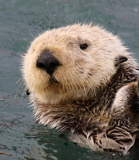 Southern Sea Otter Enhydra lutris ssp. nereis) | San Luis Ob… | Flickr