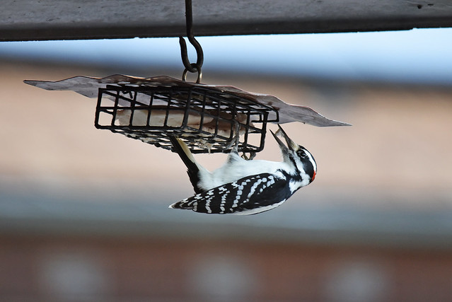 Hairy woodpecker visiting a suet feeder