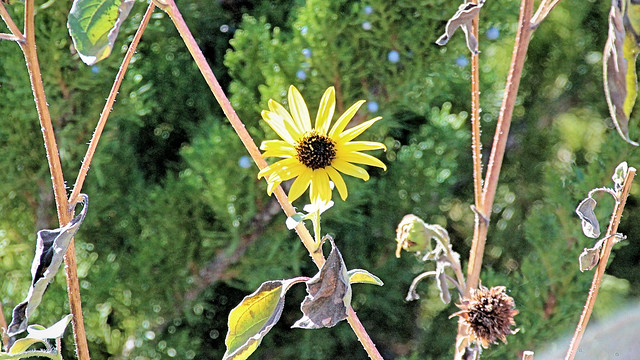 IMG_2068 Sunflowers...
