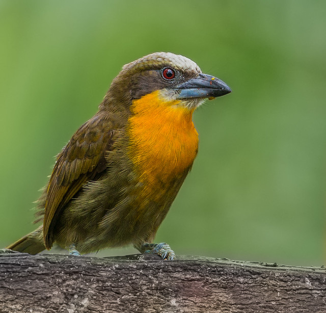female Scarlet-crowned Barbet (Capito aurovirens)