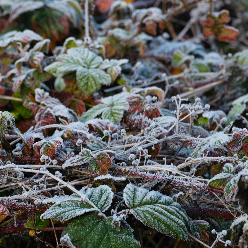 Autumn frost: bramble tangle
