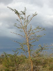 Vachellia drepanolobium  - whistling thorn