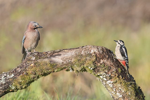 Jay and Great Spotted Woodpecker