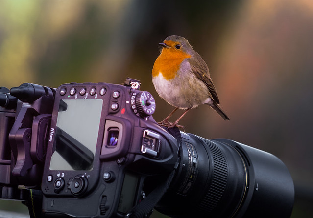 Robin- Camera-Action. Take one.