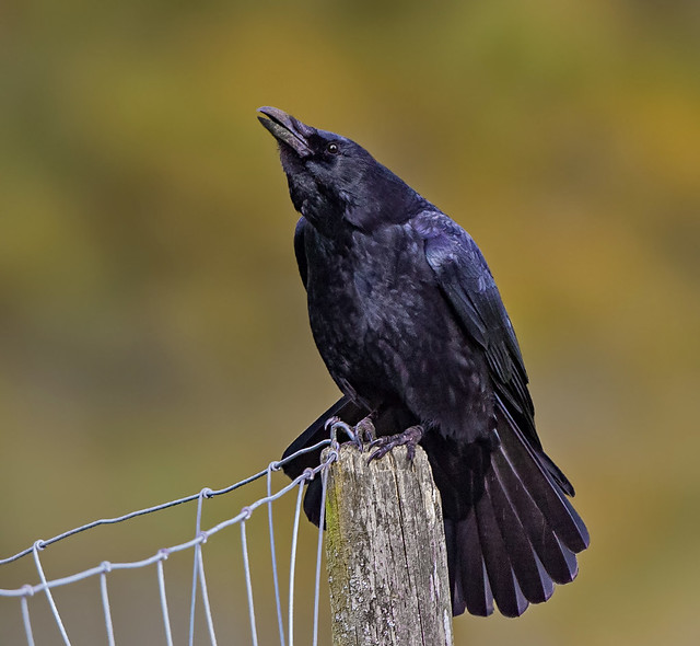 Carrion Crow (corvus corone) -  Something to crow about !!