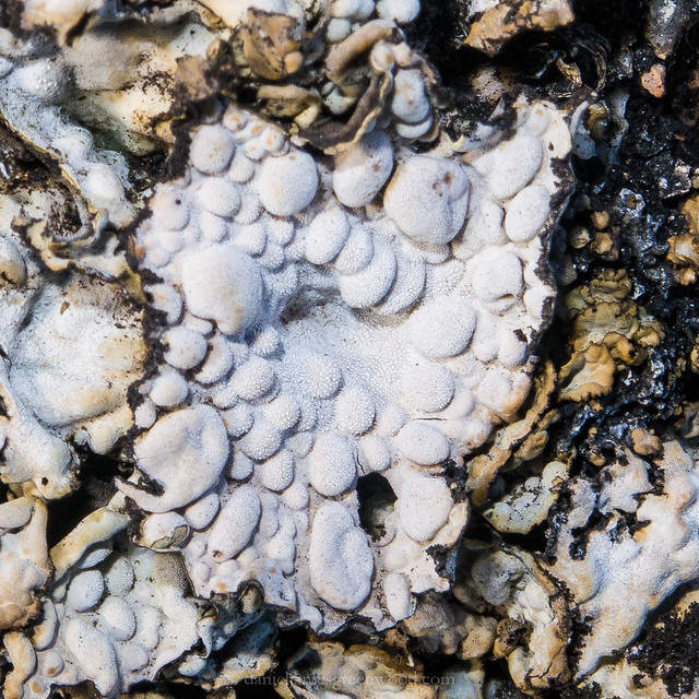 Bubbling lichen
