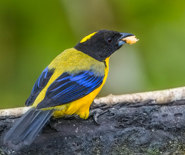 Black-chinned Mountain Tanager (Anisognathus notabilis)