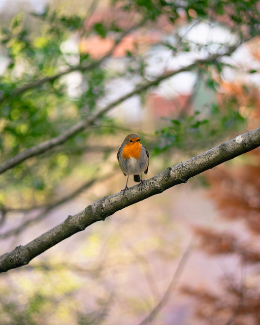 The sceptical robin