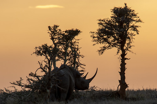 lewawildlifeconservancy lewa whiterhino rhino sunrise animals sunset kenyamerucountykenyake