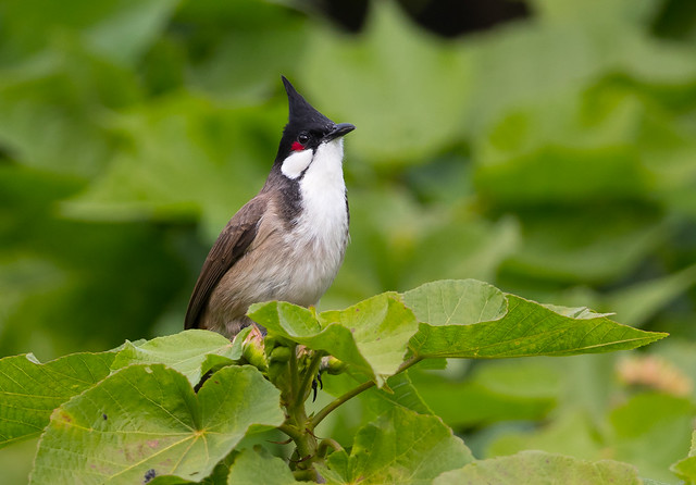 Red-whiskered Bulbul (X8B_2328-1)