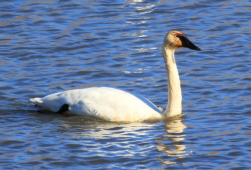 trumpeter swan pool 8 mississippi river brownsville minnesota larry reis