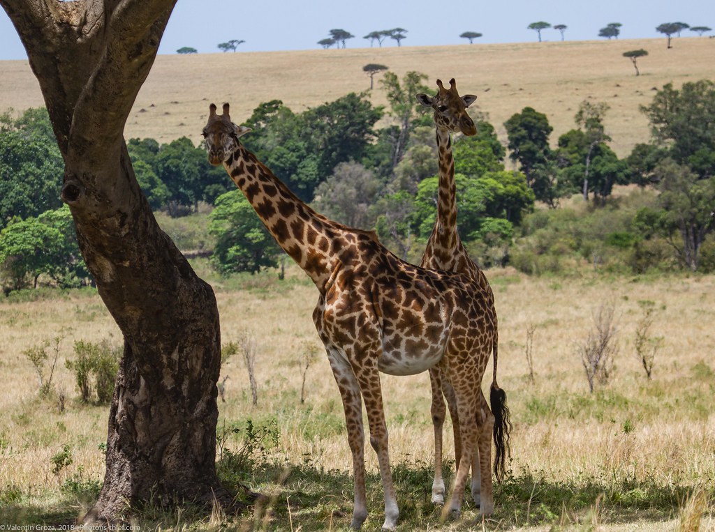 Girafe_septembrie 14_Maasai Mara