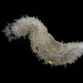 Flickr photo 'Neoamphicyclus materiae, Sea Cucumber' by: Museums Victoria's Catching the Eye.