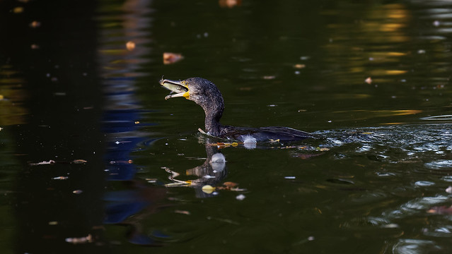 a Cormorant with a catfish at sunset (2/3)