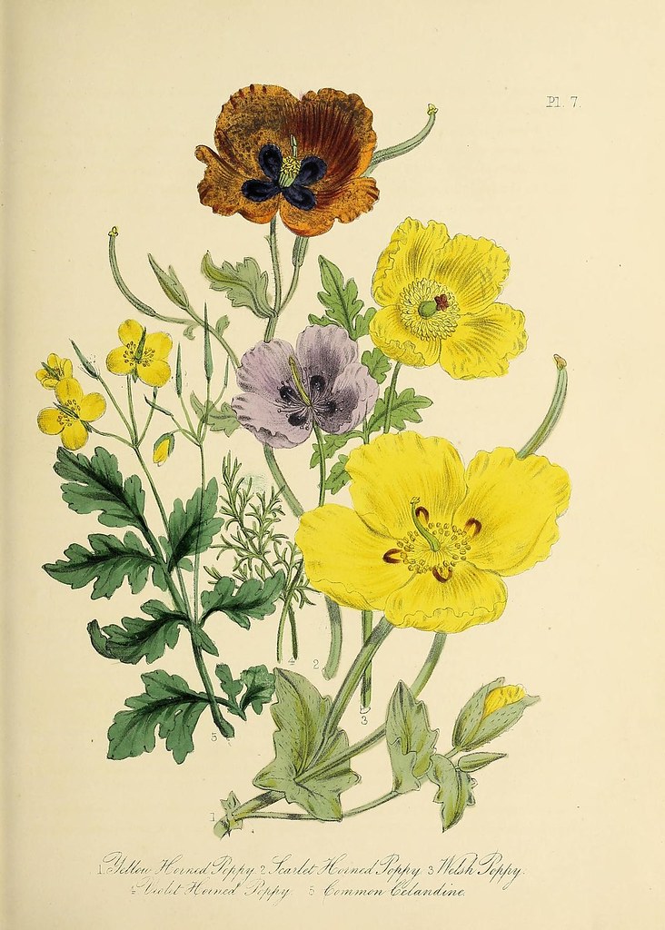 n66_w1150 | British wild flowers. London :William Smith,MDCC… | Flickr