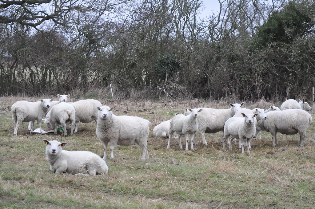 Just sheep | Looking at you (or ewe?) Explore January 16, 20… | John ...