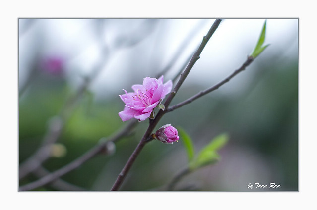 SHF_7221_Peach blossom!